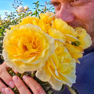 Quest for Zest Grandiflora Rose