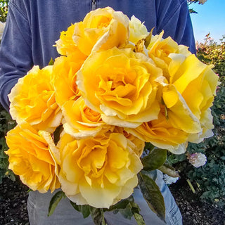 Quest for Zest Grandiflora Rose