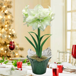 Marilyn Amaryllis in Foil Wrapped Pot