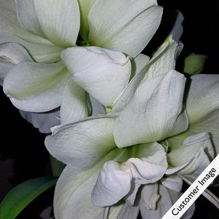 Marilyn Amaryllis in Foil Wrapped Pot