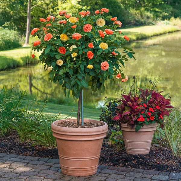plant a seed plant a flower plant a rose Easy Going & Livin' Easy 36" Tree Rose