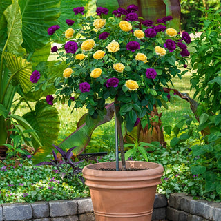 Ebb Tide™ & Julia Child 36" Tree Rose