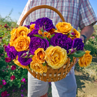 Ebb Tide™ & Julia Child 36" Tree Rose