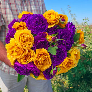 Ebb Tide™ & Julia Child 36" Tree Rose