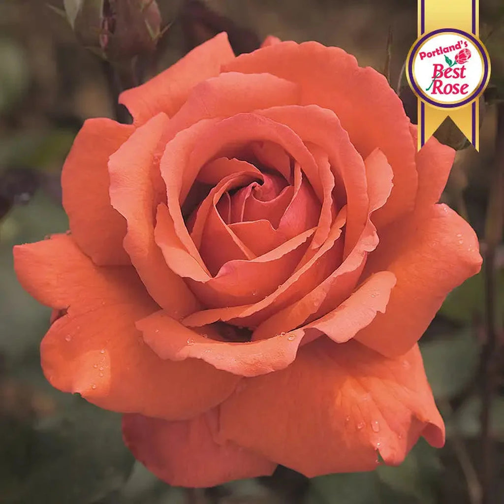 Tree Roses Fragrant Fragrant Cloud Tree Rose | Tree Roses for Growing | Breck’s