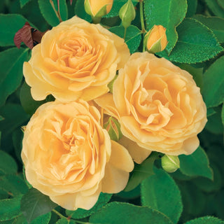 Julia Child Tree Rose