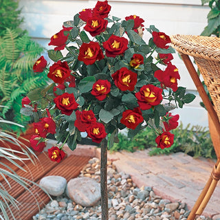Ketchup & Mustard™ 36" Tree Rose