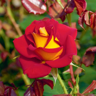 Ketchup & Mustard™ 36" Tree Rose