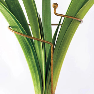 Deluxe Amaryllyis Stakes 97647a