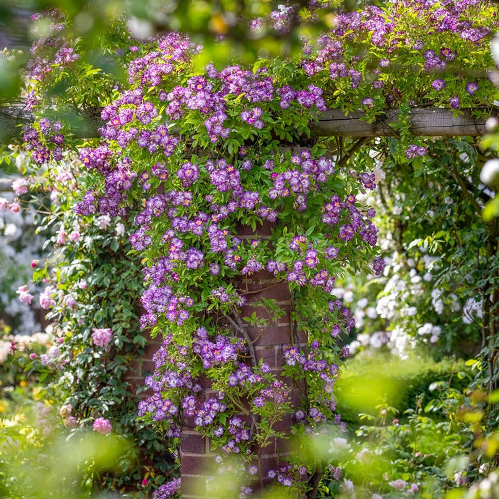 Stormy Weather™ Climbing Rose – Breck's