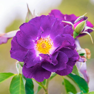 Stormy Weather™ Climbing Rose