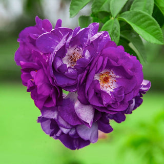 Stormy Weather™ Climbing Rose