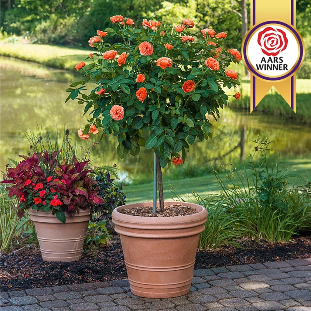 Easy Does It® Tree Rose – Breck's