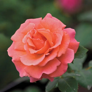 Easy Does It 36 Tree Rose