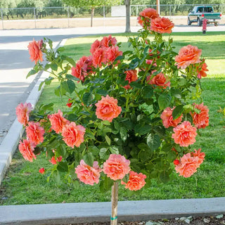Easy Does It® Floribunda Rose | Roses for Growing | Breck’s