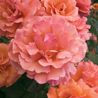 Easy Does It® 36" Tree Rose