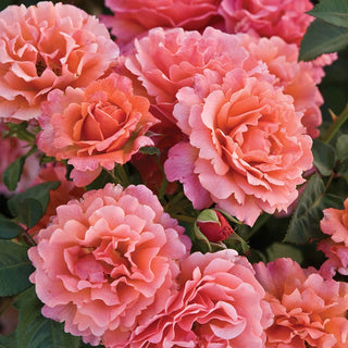 Easy Does It® 36" Tree Rose