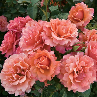 Easy Does It® 36" Tree Rose
