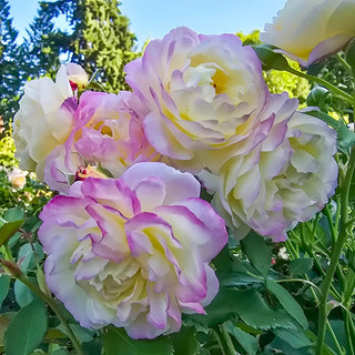 Life of the Party™ 36" Tree Rose