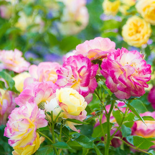 Life of the Party™ 36" Tree Rose