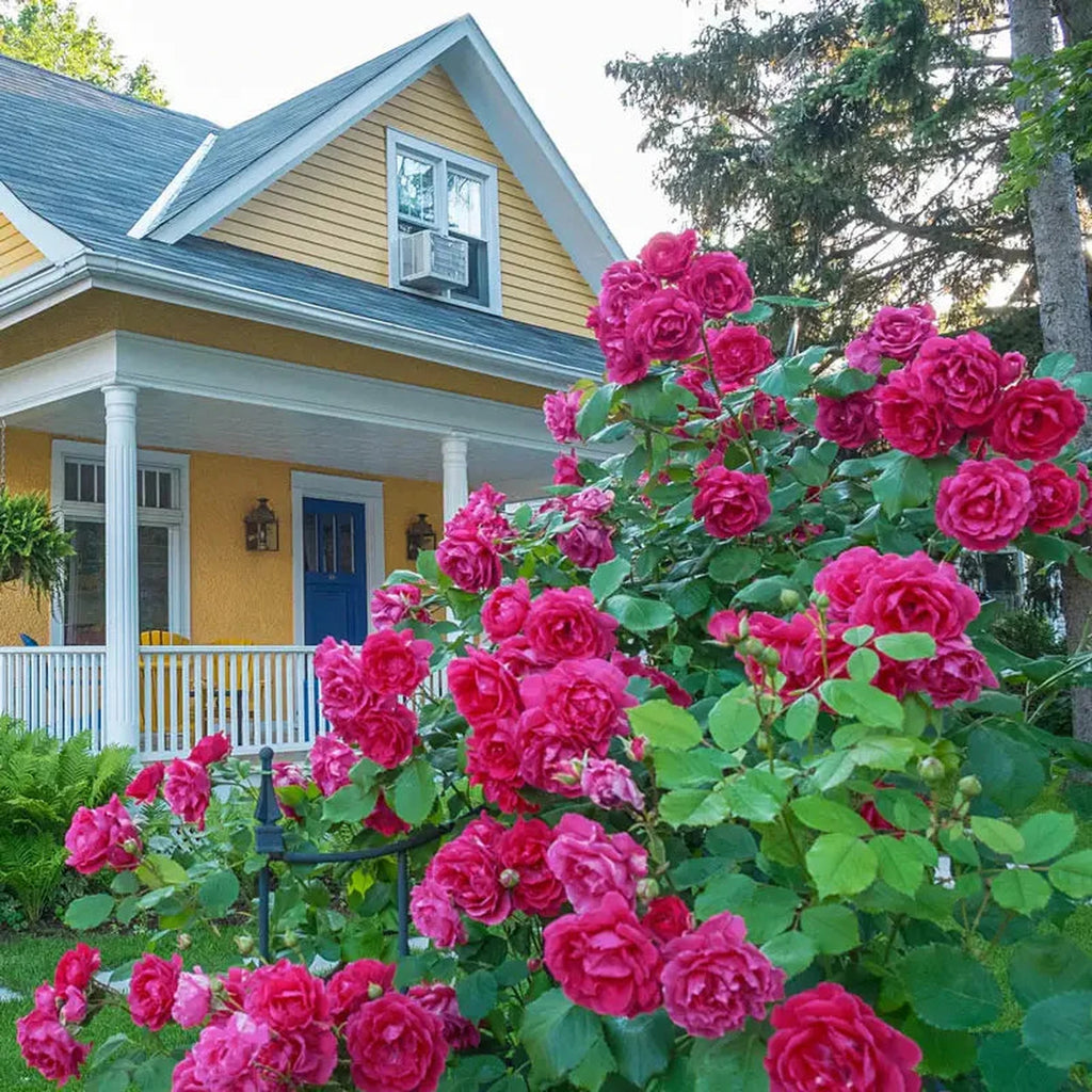 Knock Out Pink Double Rose | Rose Bushes and Plants | Breck's