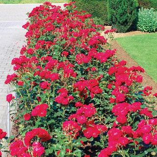 Rose Bushes For Sale - Shop Rose Plants | Breck's – Brecks