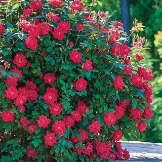 Knock Out Pink Double Rose | Rose Bushes and Plants | Breck's