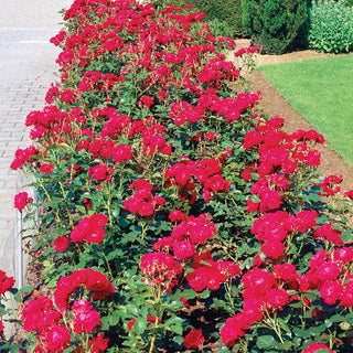 Double Knock Out Shrub Rose