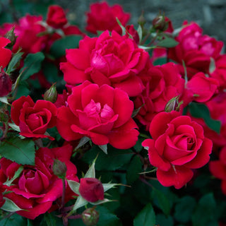 Double Knock Out Shrub Rose