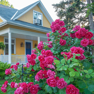 Double Knock Out Shrub Rose