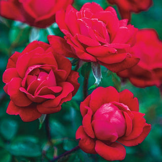 Double Knock Out Shrub Rose