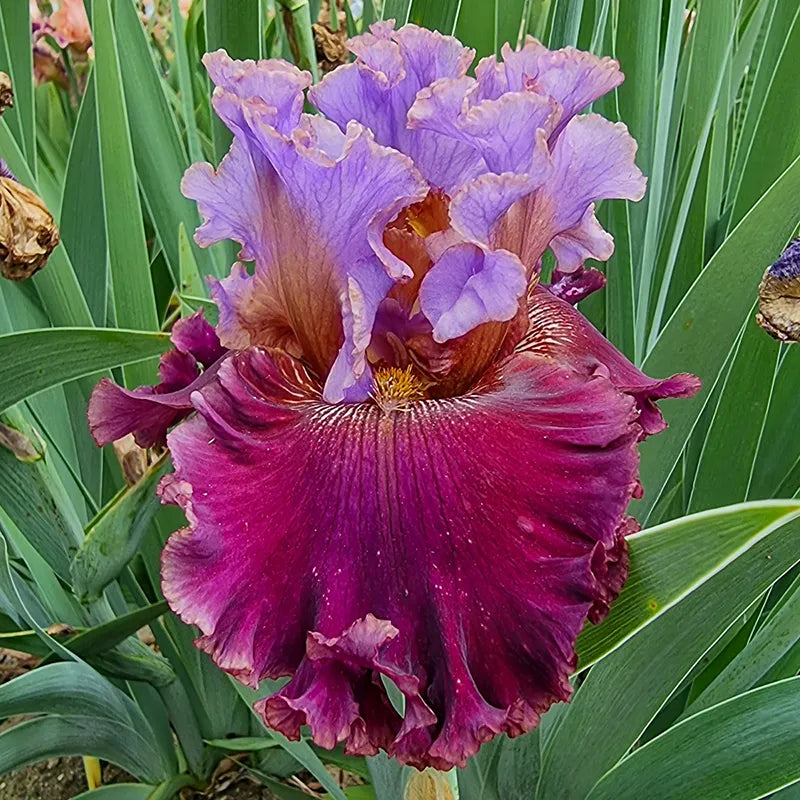 Velvet Revolution Bearded Iris Breck's