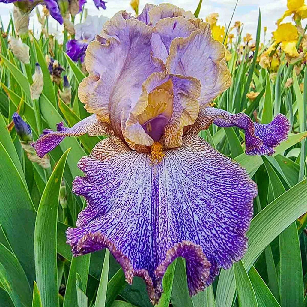 Make a Splash Bearded Iris for Sale | Breck's