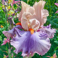 Mayfair Melody Reblooming Bearded Iris | Breck's