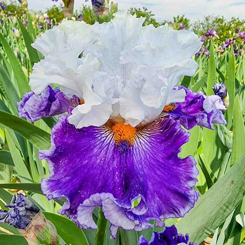 Buy Bigger is Better Bearded Iris Online Breck's