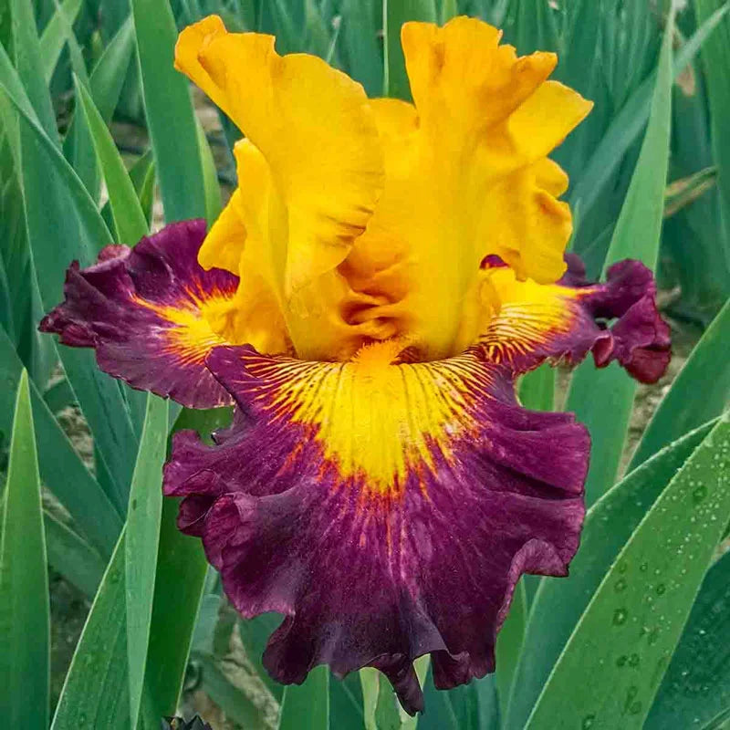 Buy Aztec Art Bearded Iris Rhizome Breck's