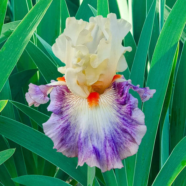 Shop for Tango Express Bearded Iris | Breck's
