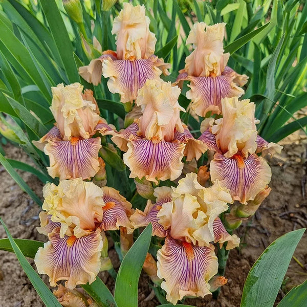 Escape From Boredom Bearded Iris | Breck's