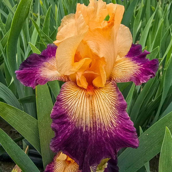 Doctor Who Bearded Iris Rhizome | Breck's