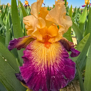 Doctor Who Bearded Iris