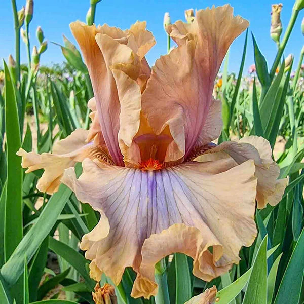 Coffee Trader Bearded Iris – Breck's