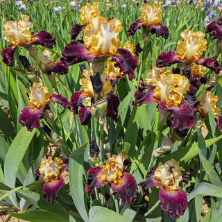 Rum and Coke Bearded Iris