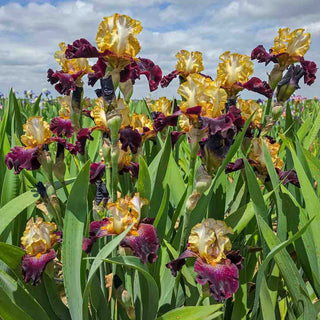 Rum and Coke Bearded Iris