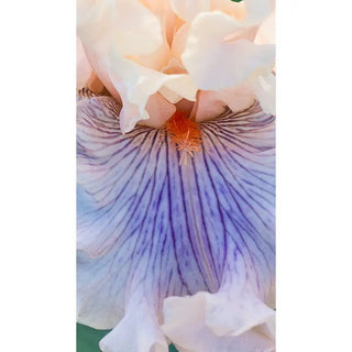 Are We in Love Bearded Iris