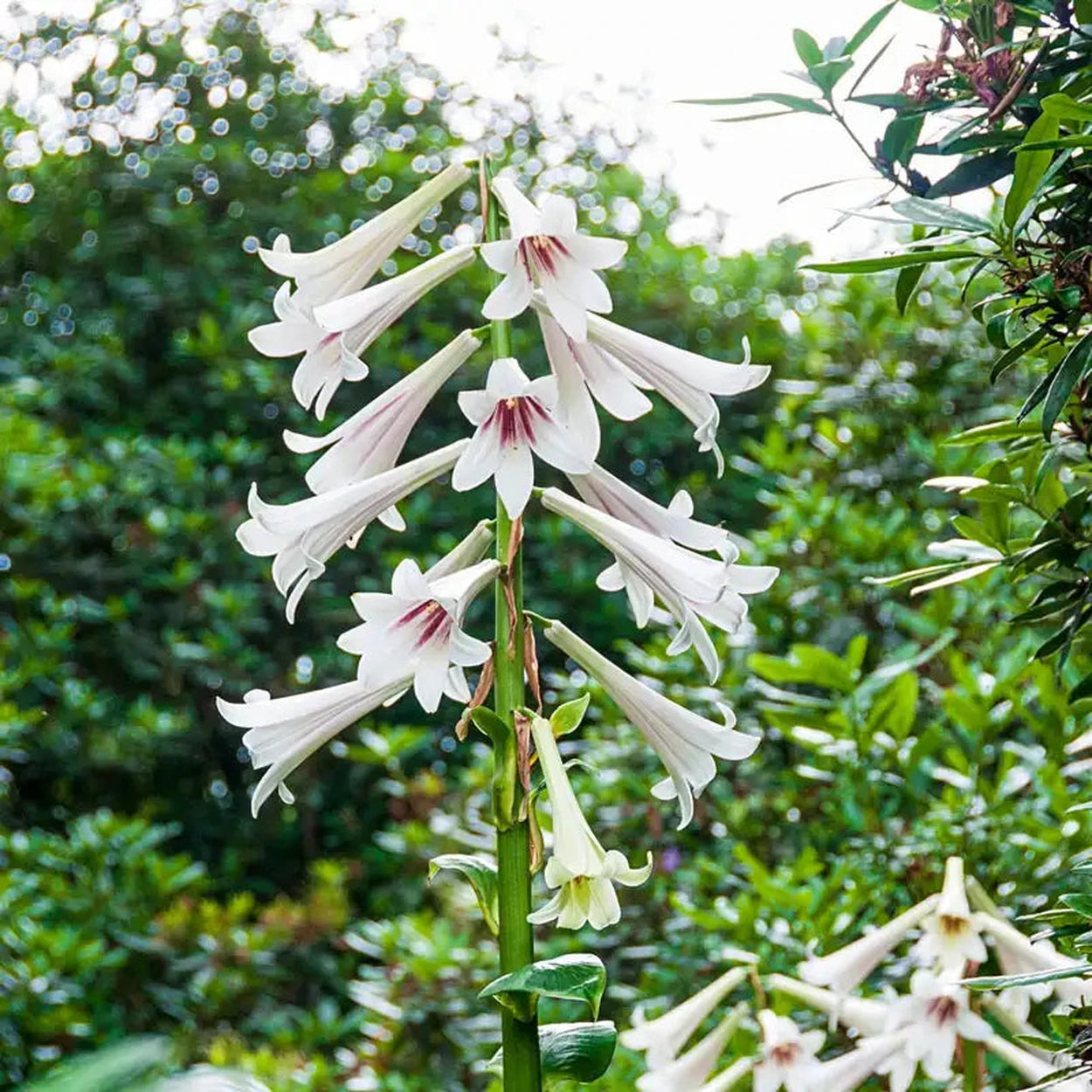 white himalayan lily Giant Himalayan Lily