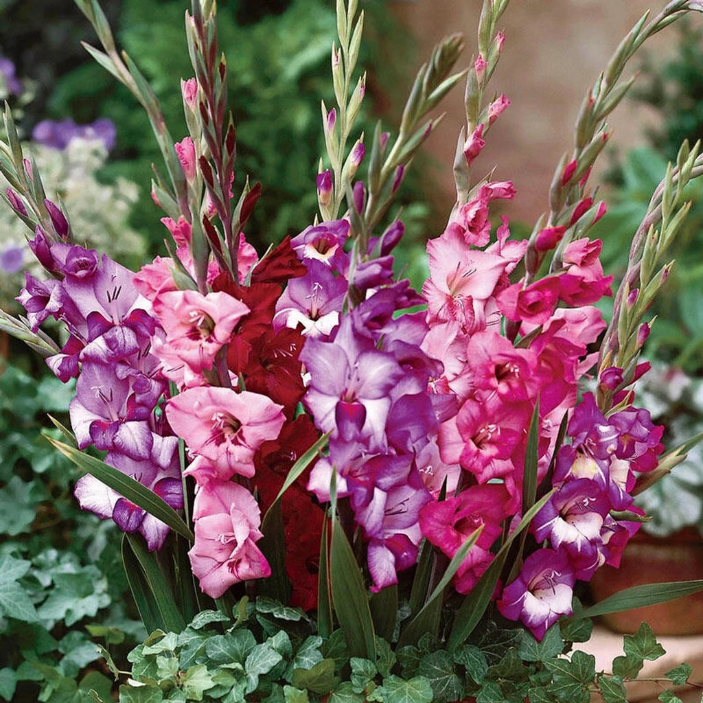 Royal Glamini Gladiolus Blend | Breck's