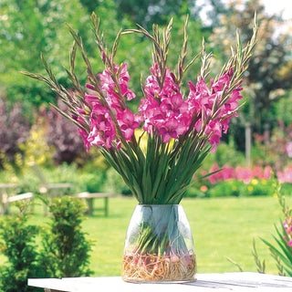 Royal Glamini® Gladiolus Blend