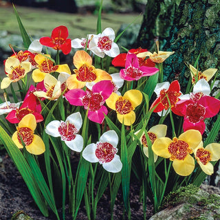 Tiger Flowers Mixture