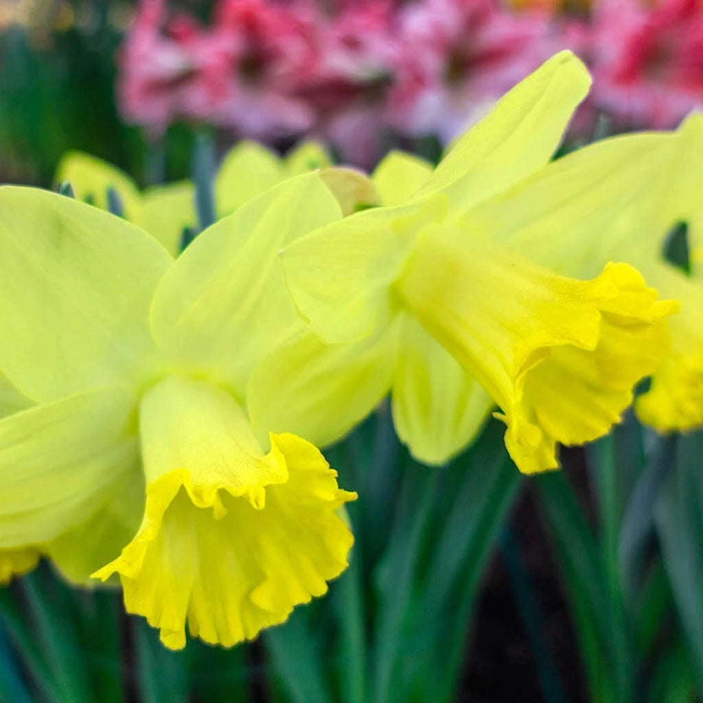 Daffodil Raspberry Shop Pistachio Daffodil | Spring Bulbs for Sale | Breck's