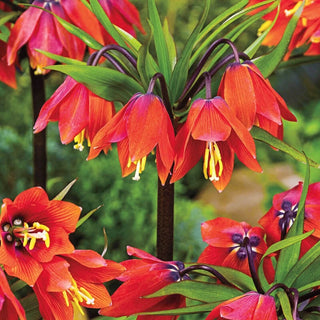 Chopin Crown Imperial